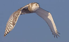 Snowy Owl