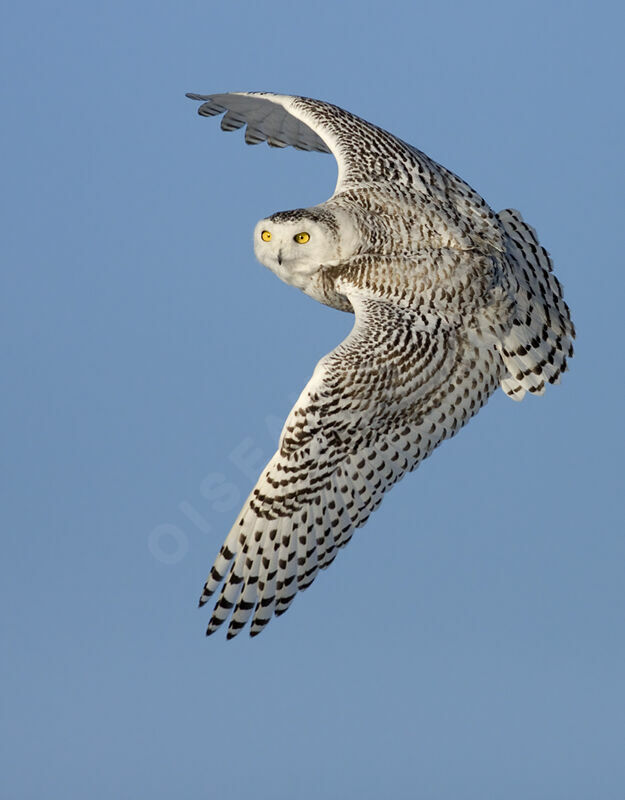 Snowy Owljuvenile, identification, Flight, Behaviour