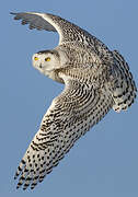 Snowy Owl