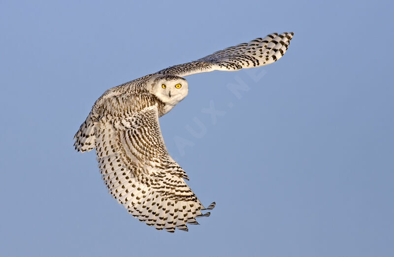 Snowy Owljuvenile, identification, Flight, Behaviour