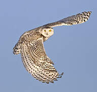 Snowy Owl