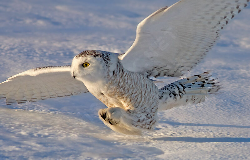 Snowy Owljuvenile, identification, Flight, Behaviour