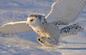 Harfang des neiges