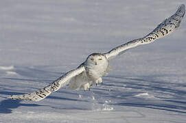 Snowy Owl