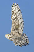 Snowy Owl