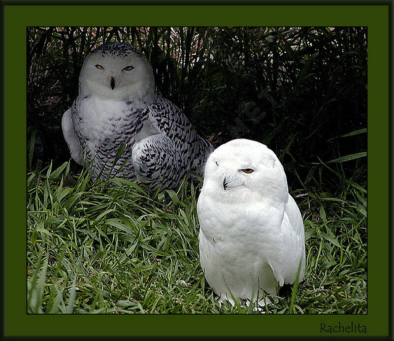 Harfang des neiges