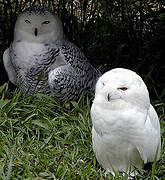 Snowy Owl