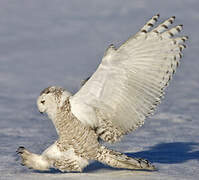 Snowy Owl