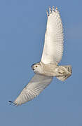 Snowy Owl