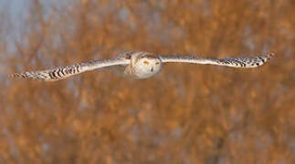 Snowy Owl