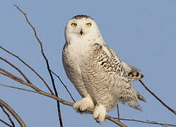 Snowy Owl