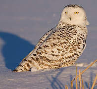 Snowy Owl