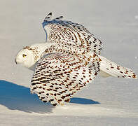 Snowy Owl