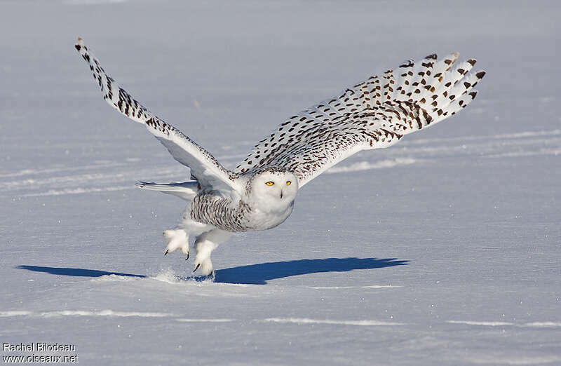 Snowy Owljuvenile, Flight, Behaviour