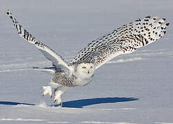 Snowy Owl