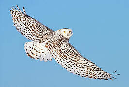 Snowy Owl