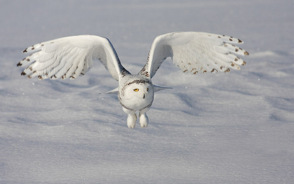 Harfang des neiges, identification, Vol, Comportement