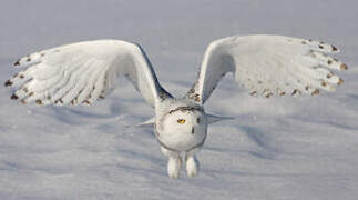 Snowy Owl