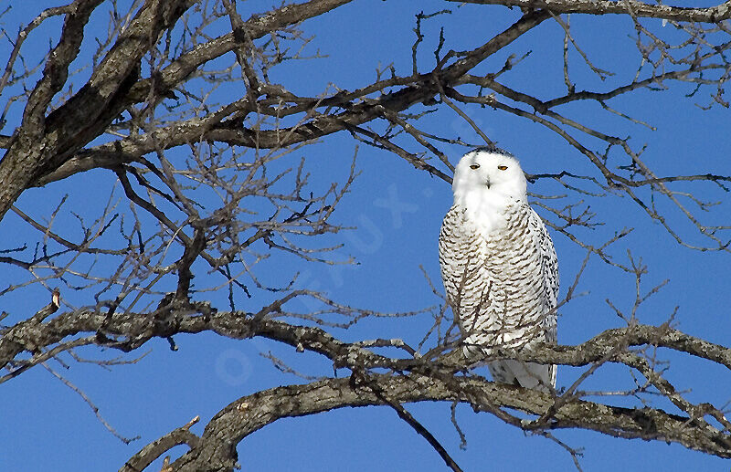 Harfang des neiges