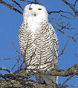 Snowy Owl