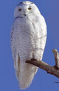 Snowy Owl