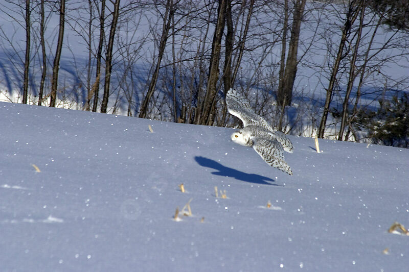 Snowy Owl