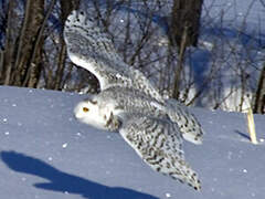 Snowy Owl