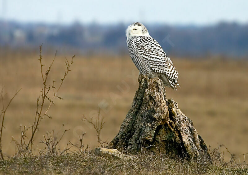 Snowy Owl female