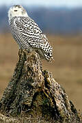 Snowy Owl