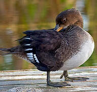 Hooded Merganser