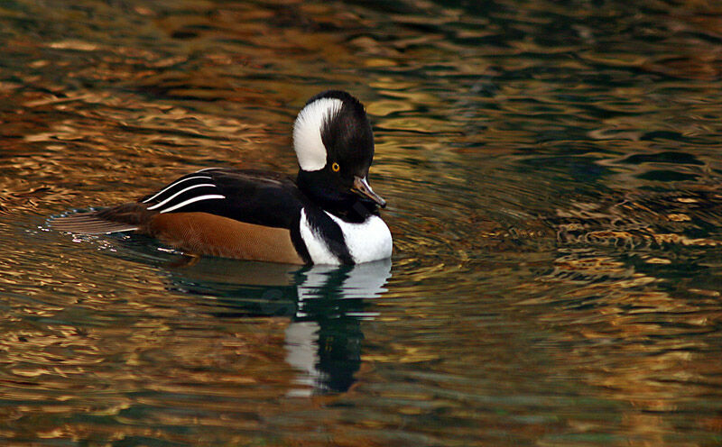 Hooded Merganser