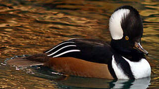 Hooded Merganser