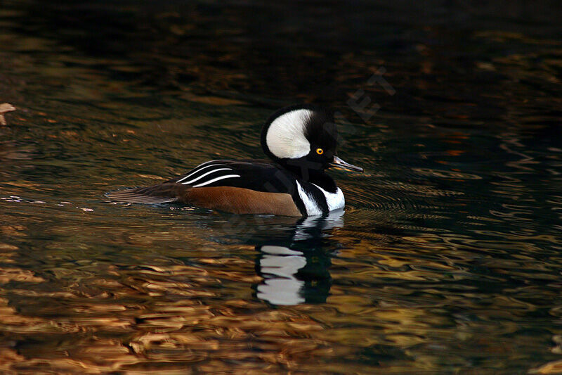 Hooded Merganser