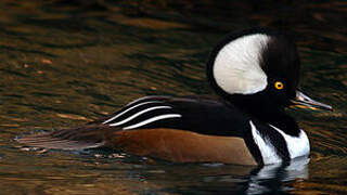 Hooded Merganser