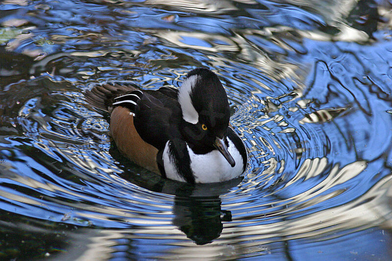 Hooded Merganser