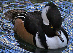 Hooded Merganser