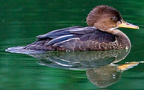 Hooded Merganser