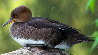 Hooded Merganser