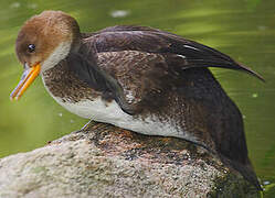 Hooded Merganser