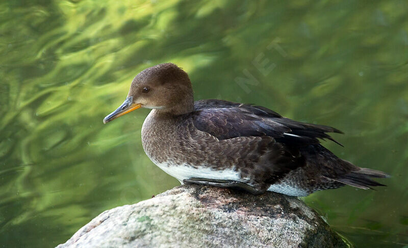 Hooded Merganserjuvenile