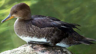 Hooded Merganser