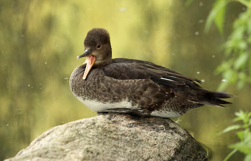 Hooded Merganserjuvenile