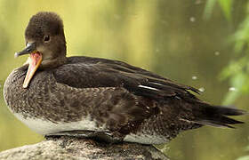 Hooded Merganser