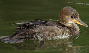 Hooded Merganser