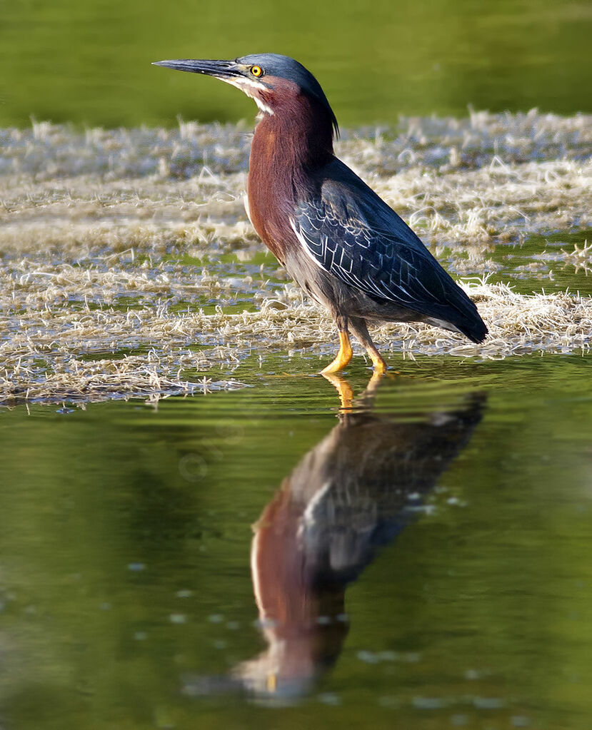 Green Heronadult, identification, Behaviour