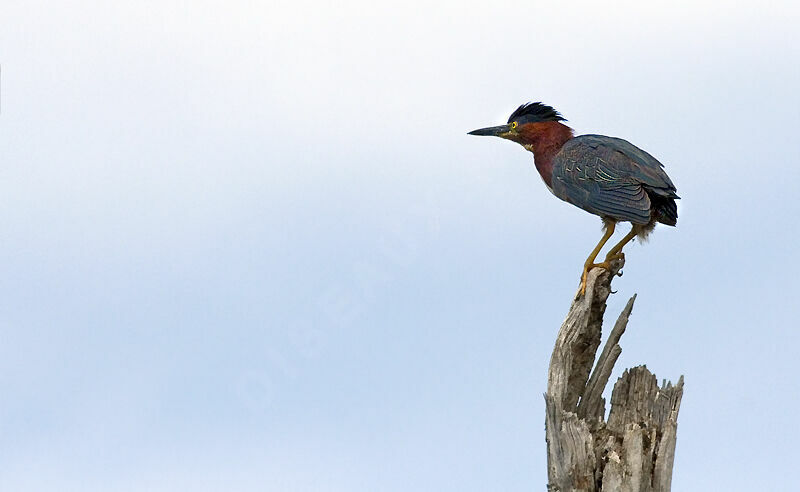 Green Heron