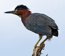 Green Heron