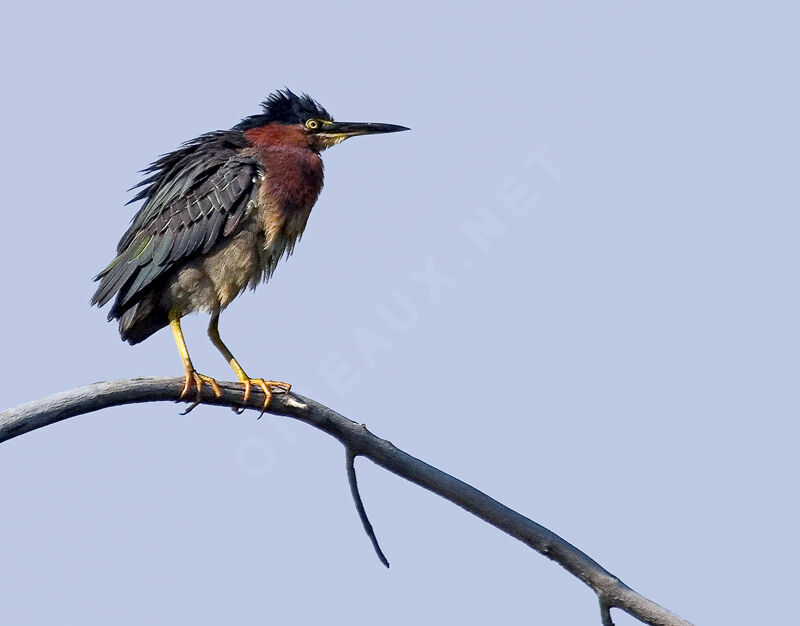 Green Heron