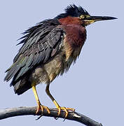 Green Heron