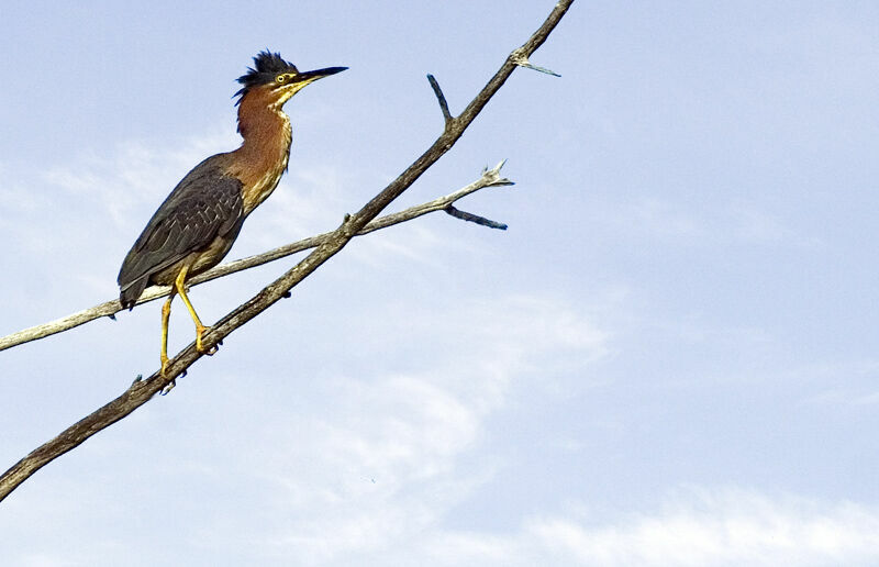 Green Heronadult